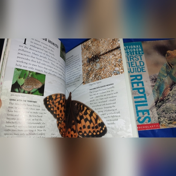 Scholastic National Audubon First Field Guide Reptiles, Insects, and Mammals - Picture 15 of 16